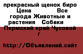 прекрасный щенок биро › Цена ­ 20 000 - Все города Животные и растения » Собаки   . Пермский край,Чусовой г.